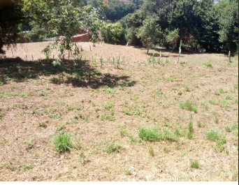 Imagen del huerto
