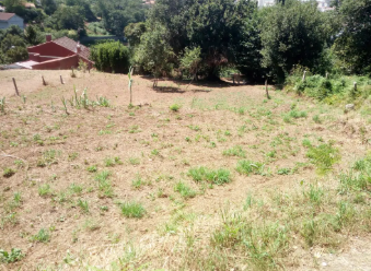 Imagen del huerto